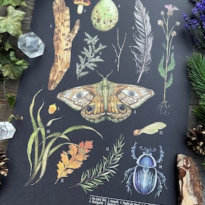 Wunderschöne Naturillustrationen Schultafel Print Thema Natures Treasures Größe A3 image 4