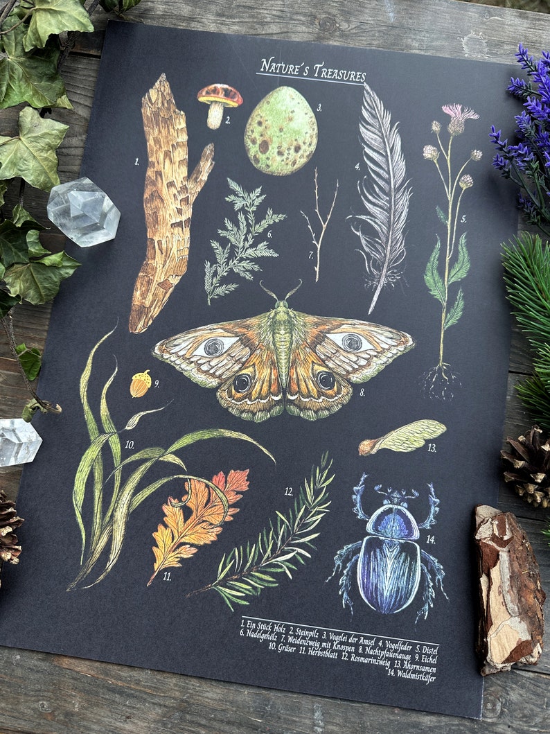 Wunderschöne Naturillustrationen Schultafel Print Thema Natures Treasures Größe A3 image 4