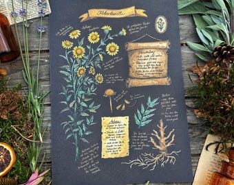 Dyer's chamomile teaching poster- hand signed Art Print on textured high quality paper -Witch Art