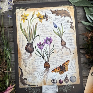 Könnte beinhalten: Botanische Illustration mit Aquarellmalereien von Frühlingsblumen, darunter Narzissen, Krokusse und Traubenhyazinthen, mit einer Biene und einem Schmetterling. Das Kunstwerk enthält handschriftlichen Text auf Deutsch, vor dunklem Hintergrund.