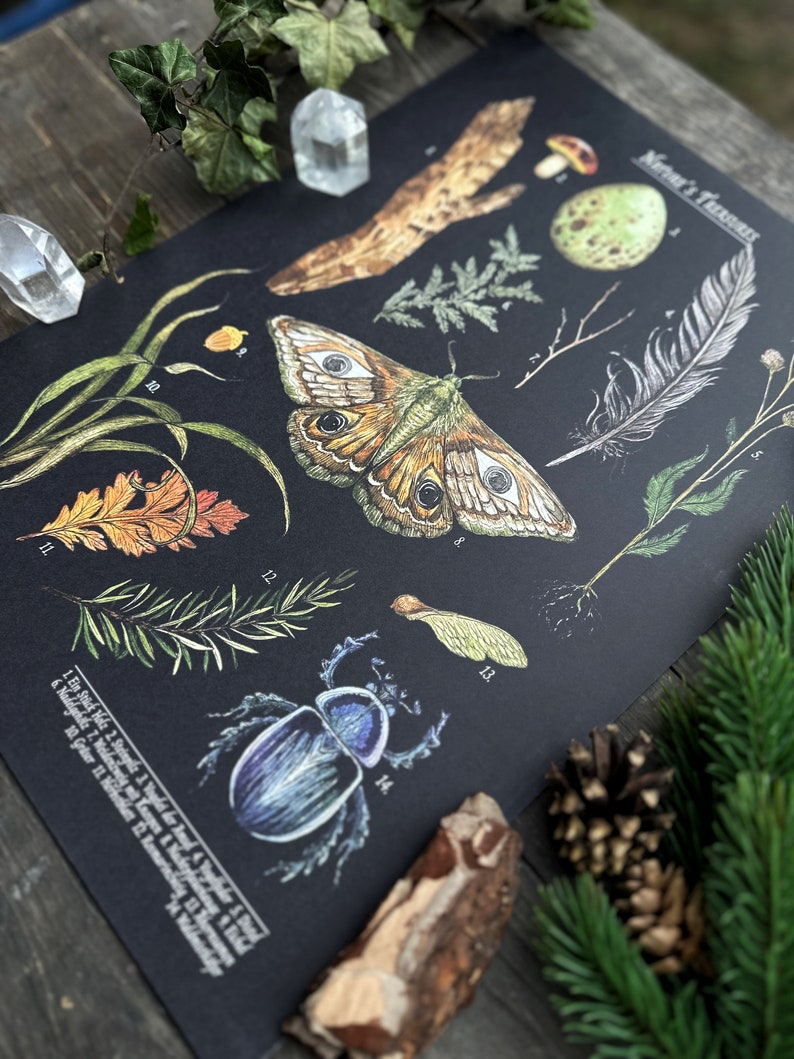 Wunderschöne Naturillustrationen Schultafel Print Thema Nature Treasures Größe A3 Bild 5