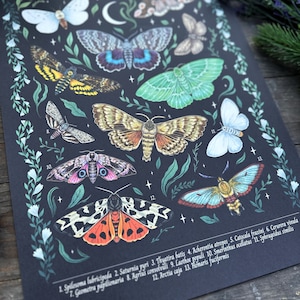 Wunderschöne Naturillustrationen Schultafel Print Thema Motten und Nachtschwärmer Größe A3 image 4