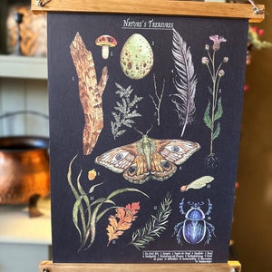 Wunderschöne Naturillustrationen Schultafel Print Thema Nature Treasures Größe A3 Bild 2