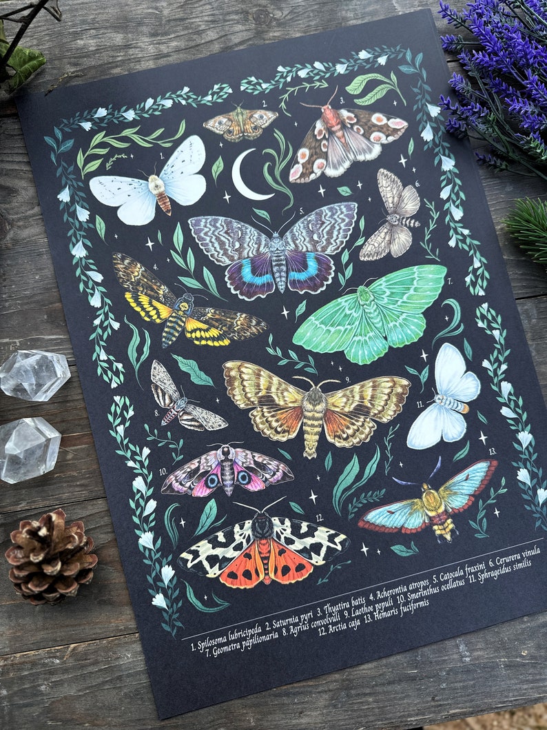 Wunderschöne Naturillustrationen Schultafel Print Thema Motten und Nachtschwärmer Größe A3 image 8