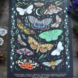 May include: A black and white illustration of 13 different moths with their scientific names listed below. The moths are depicted in a variety of poses and colors, including white, green, brown, red, and blue.