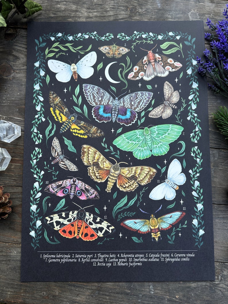 Wunderschöne Naturillustrationen Schultafel Print Thema Motten und Nachtwärmer Größe A3 Nur das Poster