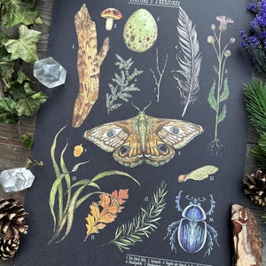 Wunderschöne Naturillustrationen Schultafel Print Thema Natures Treasures Größe A3 Nur das Poster