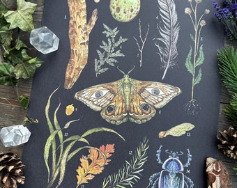 Wunderschöne Naturillustrationen Schultafel Print Thema -Nature Treasures- Größe A3