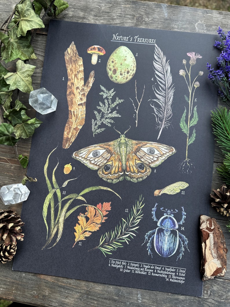 Wunderschöne Naturillustrationen Schultafel Print Thema Nature Treasures Größe A3 Bild 1