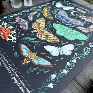 Wunderschöne Naturillustrationen Schultafel Print Thema Motten und Nachtschwärmer Größe A3 image 9