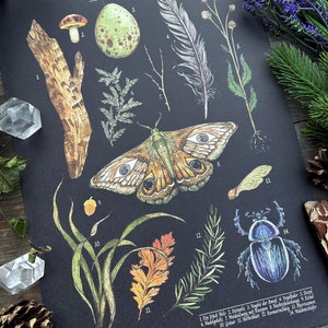 Wunderschöne Naturillustrationen Schultafel Print Thema Natuurschatten Größe A3 afbeelding 6