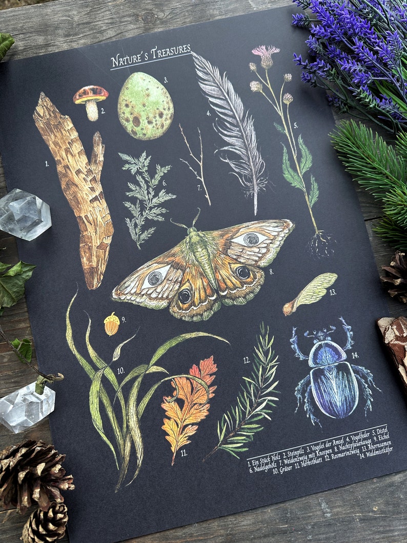 Wunderschöne Naturillustrationen Schultafel Print Thema Natuurschatten Größe A3 afbeelding 6