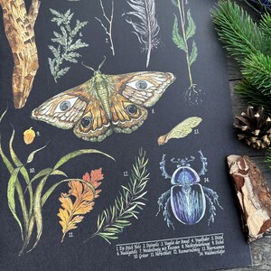 Wunderschöne Naturillustrationen Schultafel Print Thema Natuurschatten Größe A3 afbeelding 7