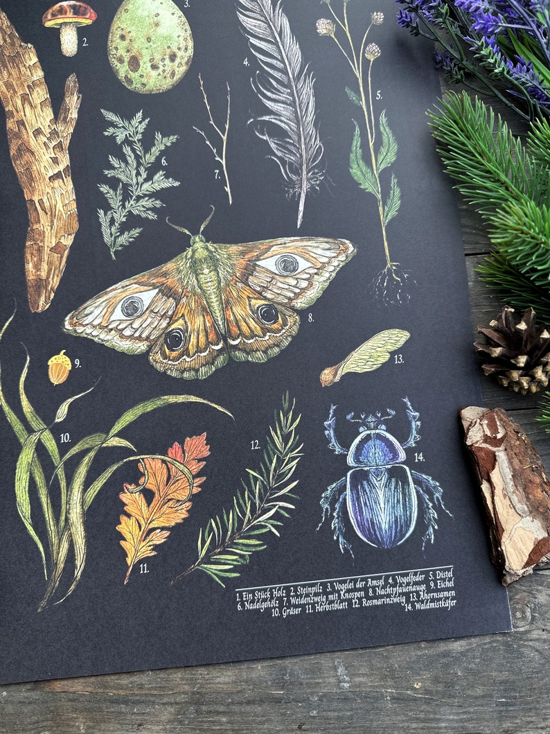 Wunderschöne Naturillustrationen Schultafel Print Thema Nature Treasures Größe A3 Bild 7