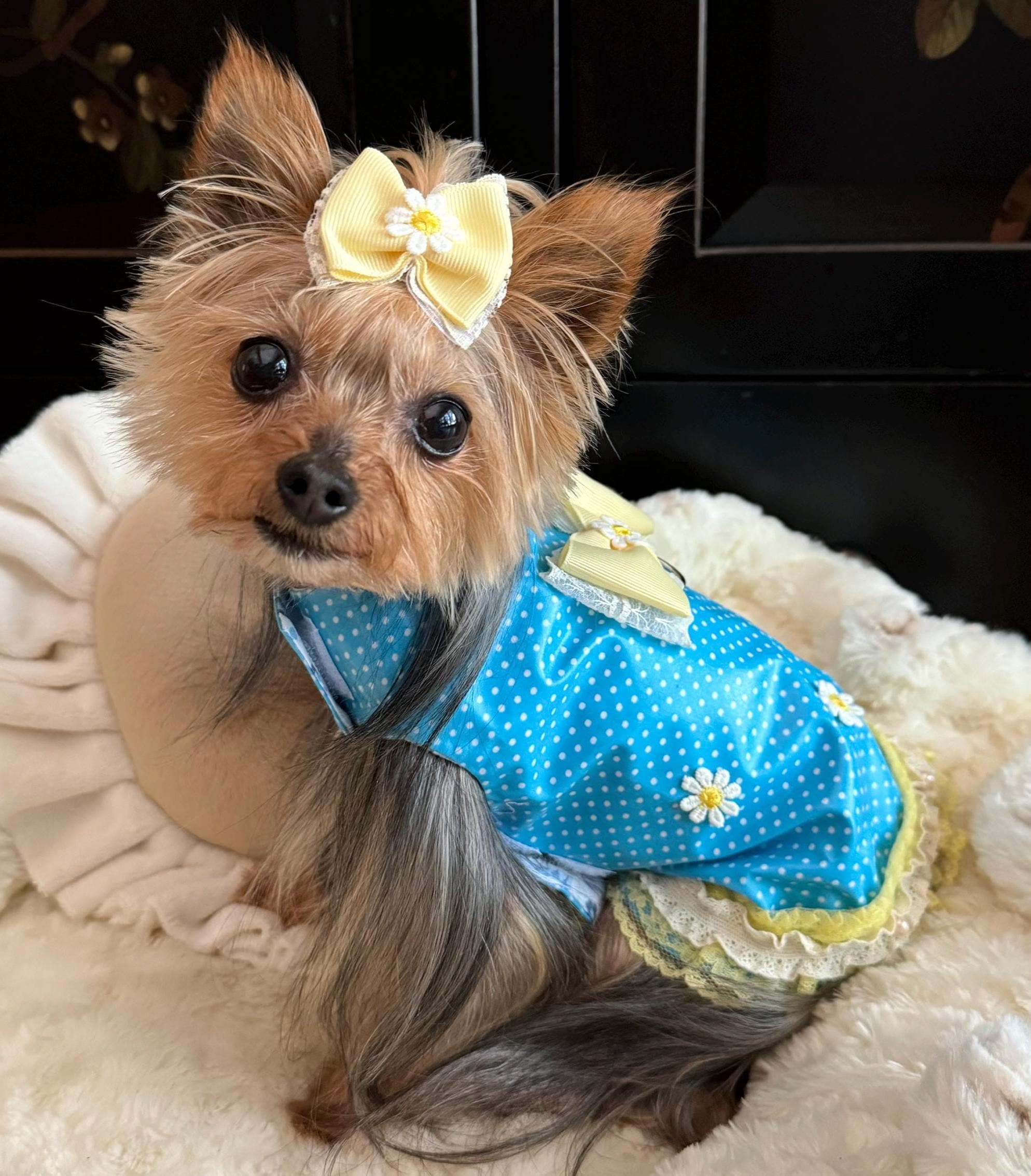 Yorkshire Terrier Clothes Accessories Yorkie Clothes And