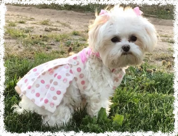 Dog hot sale ladies dress