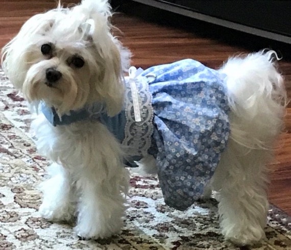 Luxury dog best sale dresses