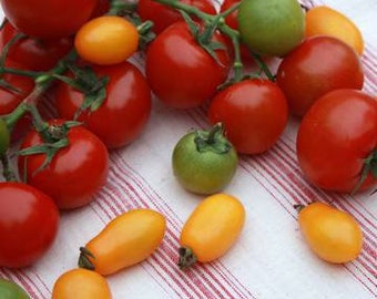 Heirloom Cherry Tomatoes 20 Seeds