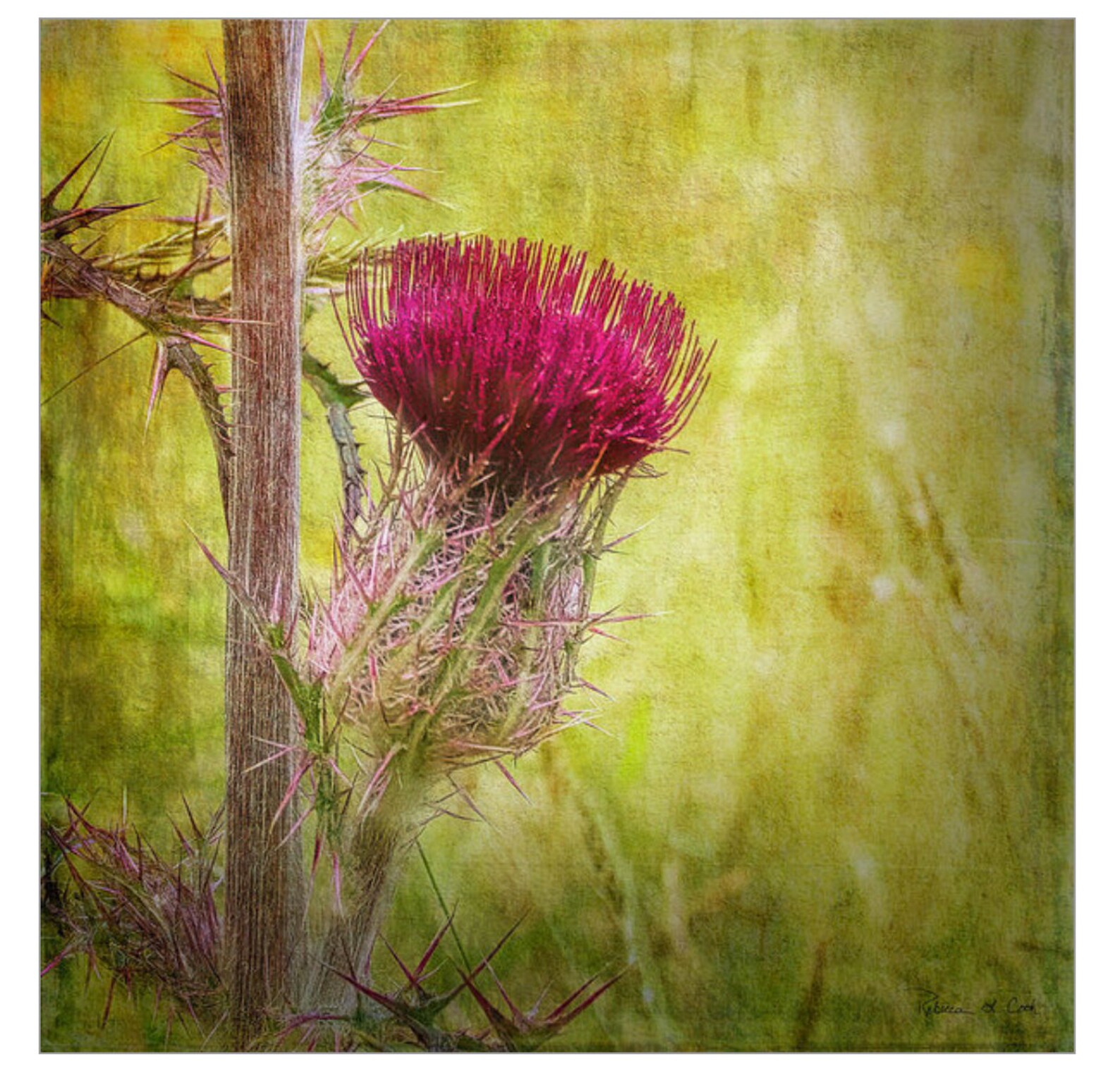 Wild Thistle Art Print Quality Paper Art Print Museum Etsy