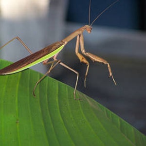 Praying Mantis