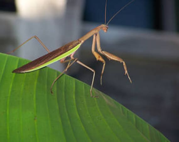Real Framed Praying Mantis Deroplatys Dessicata Black Death Mantis Female Dark V