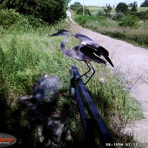 Blue Heron Photo