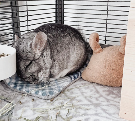 Do Chinchillas Pee