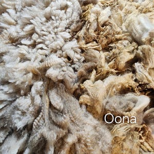 May include: A close-up view of raw, unspun sheep wool featuring a mix of natural cream, beige, and light brown tones. The fibers are thick, curly, and densely packed with a soft, textured appearance. The word Oona is printed in white text.