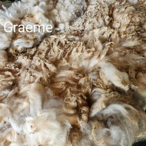May include: Close-up of raw, unprocessed wool fibers in shades of cream and brown. The fibers are tightly curled and textured, with the word "Graeme" in white text across the top. The wool appears soft and fluffy, suitable for textile crafts.