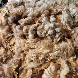 May include: Close-up of raw wool fibres in shades of brown and cream. The fibres are loosely arranged, creating a textured, fluffy appearance. The text "Spencer '25" is visible in the upper left corner.