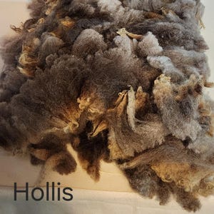 May include: A close-up of raw wool fibres in various shades of brown, grey, and tan. The fibres are fluffy and textured, with the word "Hollis" printed in black at the bottom. Ideal for textile artists and craftspeople.