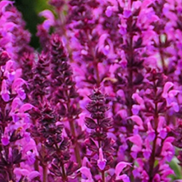 1 Salvia Bumbleberry Bare Root - Exquisite Happy Blossoms. A Good Friend to Butterflies and Hummingbirds. Sun Lover. Adds Cheer!
