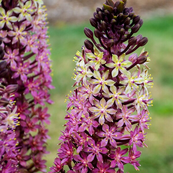 1 Eucomis 'Safari Adventure' Bare Root - Exotic Happy Blossoms. Pineapple Lily is a Good Friend to Butterflies. Adds Cheer to Your Garden!