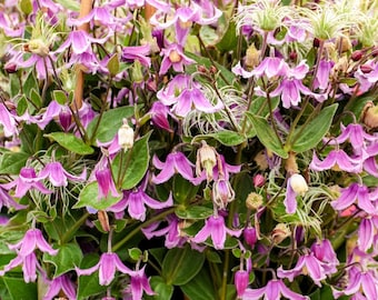 Clematis 'Stand by Me Pink' Proven Winner Bare Roots