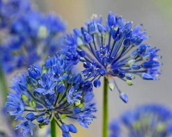 Allium Miniature 'Azureum' Flower Bulbs