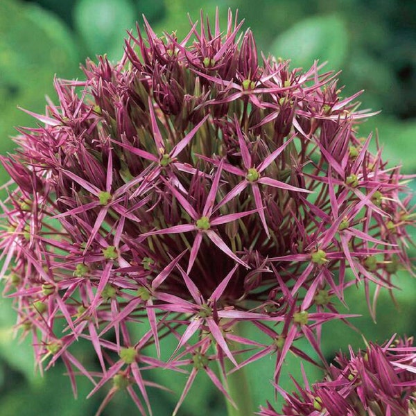 Allium Tall 'Christophii' Flower Bulbs
