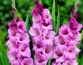 Gladiolus Large Flowering 'Alpha' Flower Bulbs