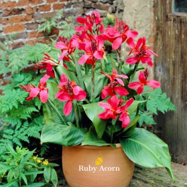 Canna Dwarf 'Pink and Roses' Flower Bulbs