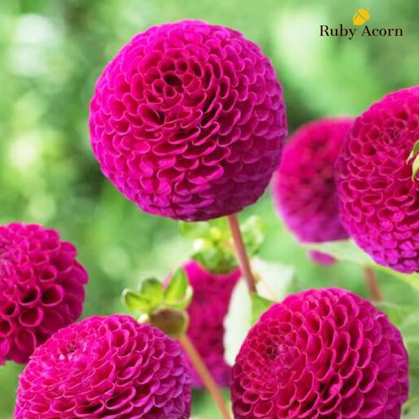 Dahlia Pompon 'Rocco' Tubers