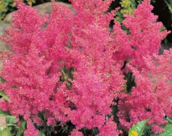 Astilbe japonica 'Rheinland' Bare Roots