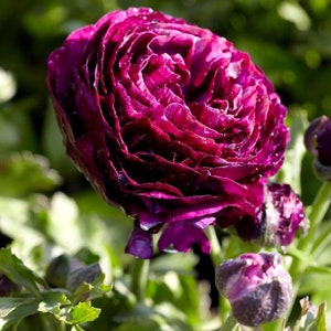 Ranunculus Aviv Purple - Healthy Corms - Lustrous Vibrant Purple Blooms