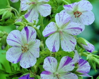 Geranium pratense 'Delft Blue' racines nues