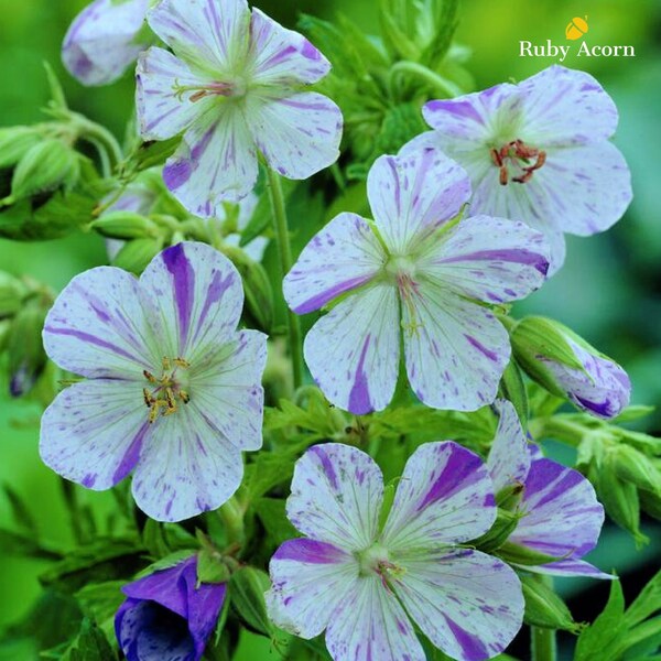 Geranium pratense 'Delft Blue' Bare Roots