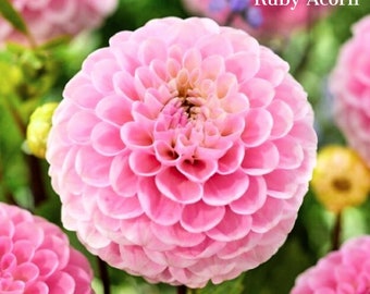 Dahlia Ball 'Wizard of Oz' Tubers