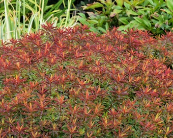 Euphorbia 'Bonfire' Bare Roots