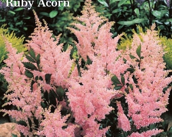 Astilbe japonica 'Peach Blossom' Bare Roots