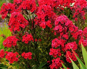 Phlox p. « Le chaperon rouge » - Bare Roots