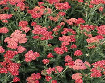 Achillea 'Sassy Summer Sangria' Bare Roots