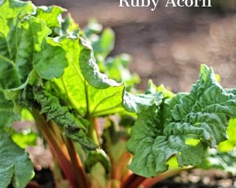 Rhubarb 'Victoria' Bare Roots