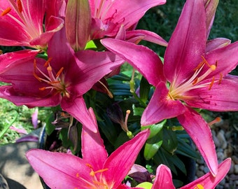 Pink Stargazer Oriental Lily - Live Plant